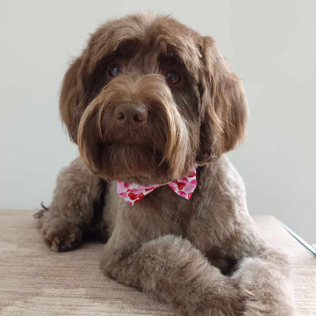 Cockapoo