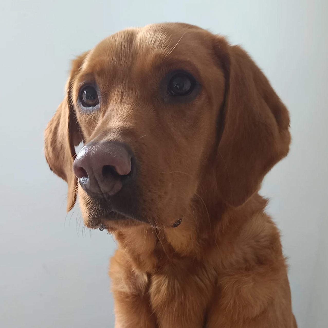 Labrador