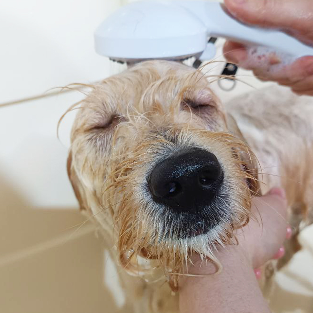 Cockapoo