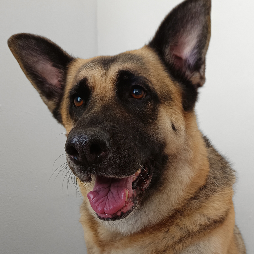 German Shepherd